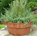 Herb pot_2 